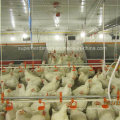 Equipamento de bebedouro de aves de capoeira para frango (shn001)